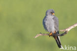 Roodpootvalk (Falco vespertinus)