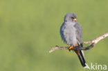 Red-footed Falcon (Falco vespertinus)