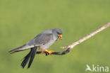 Roodpootvalk (Falco vespertinus)