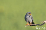Red-footed Falcon (Falco vespertinus)