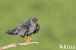 Red-footed Falcon (Falco vespertinus)