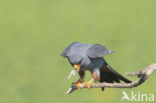 Red-footed Falcon (Falco vespertinus)