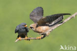 Red-footed Falcon (Falco vespertinus)