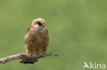 Red-footed Falcon (Falco vespertinus)