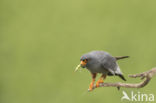 Red-footed Falcon (Falco vespertinus)