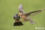 Red-footed Falcon (Falco vespertinus)