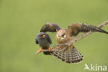 Red-footed Falcon (Falco vespertinus)