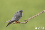 Roodpootvalk (Falco vespertinus)