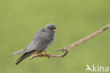 Red-footed Falcon (Falco vespertinus)