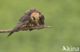 Red-footed Falcon (Falco vespertinus)