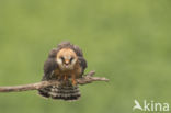 Red-footed Falcon (Falco vespertinus)