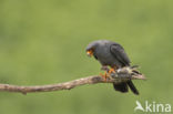 Roodpootvalk (Falco vespertinus)