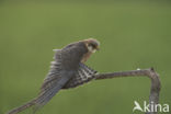 Red-footed Falcon (Falco vespertinus)