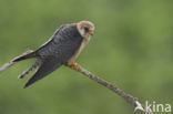 Red-footed Falcon (Falco vespertinus)