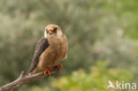 Red-footed Falcon (Falco vespertinus)
