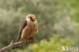 Red-footed Falcon (Falco vespertinus)