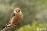 Red-footed Falcon (Falco vespertinus)
