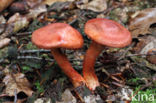 Roodschubbige gordijnzwam (Cortinarius bolaris)