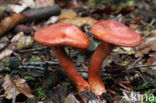 Roodschubbige gordijnzwam (Cortinarius bolaris)