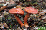 Roodschubbige gordijnzwam (Cortinarius bolaris)