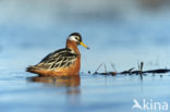 Rosse Franjepoot (Phalaropus fulicarius)