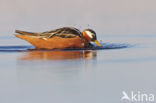 Red Phalarope (Phalaropus fulicarius)