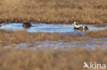 Spectacled Eider (Somateria fischeri)