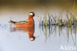 Rosse Franjepoot (Phalaropus fulicarius)