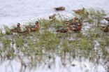 Rosse Franjepoot (Phalaropus fulicarius)