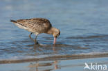 Rosse Grutto (Limosa lapponica)