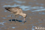 Rosse Grutto (Limosa lapponica)