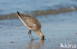 Rosse Grutto (Limosa lapponica)