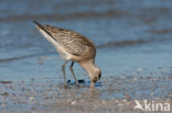 Bar-tailed Godwit (Limosa lapponica)