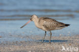 Rosse Grutto (Limosa lapponica)