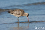 Rosse Grutto (Limosa lapponica)