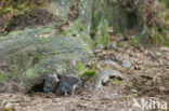 Rosse woelmuis (Clethrionomys glareolus)