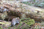 Rosse woelmuis (Clethrionomys glareolus)