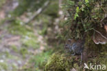 Rosse woelmuis (Clethrionomys glareolus)