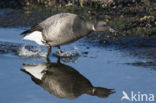 Brent Goose (Branta bernicla)