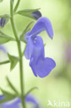 Salvia patens oceana blue