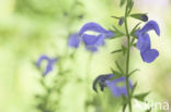 Salvia patens oceana blue