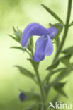 Salvia patens oceana blue