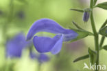 Salvia patens oceana blue