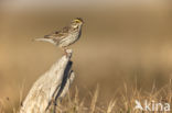 Savannah sparrow (Passerculus sandwichensis)