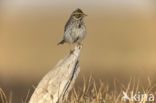 Savannah sparrow (Passerculus sandwichensis)