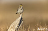 Savannah sparrow (Passerculus sandwichensis)