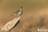 Savannah sparrow (Passerculus sandwichensis)