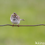 Savannah sparrow (Passerculus sandwichensis)