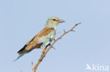 Scharrelaar (Coracias garrulus)