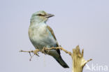 European Roller (Coracias garrulus)